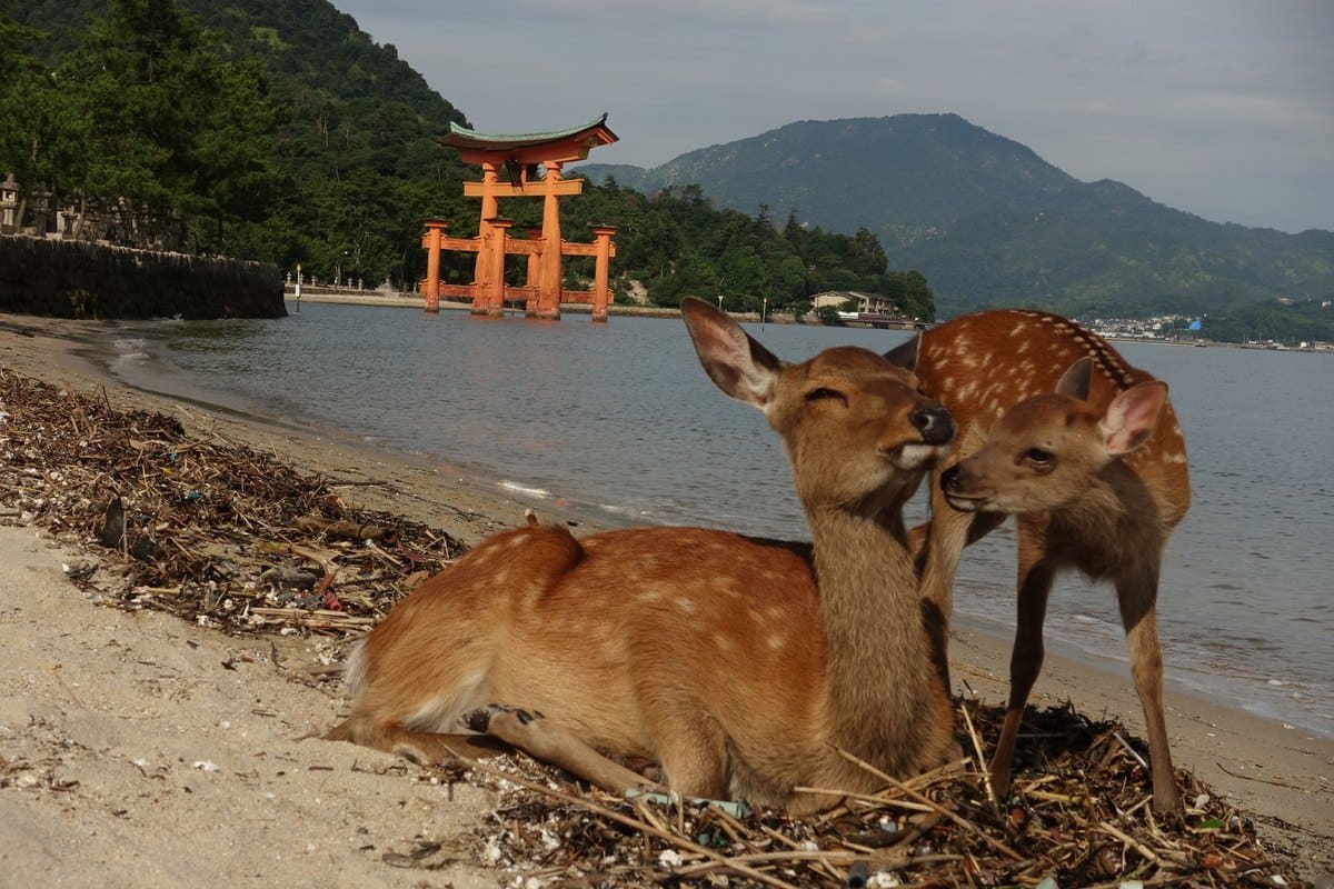 厳島神社の大鳥居を背景に海辺で寄り添う鹿の写真