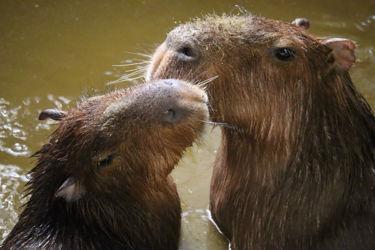 寄り添うカピバラの写真