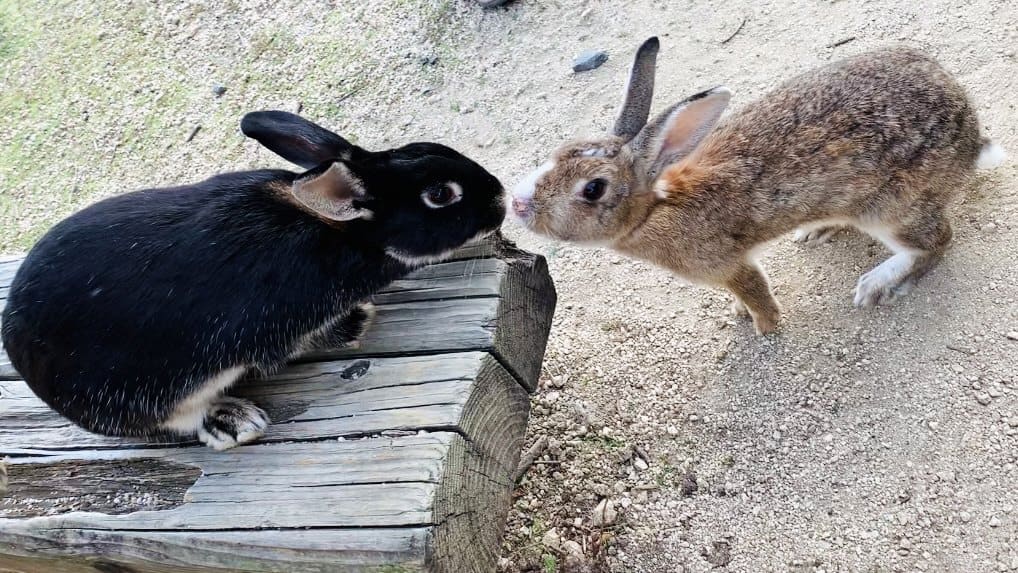 向かい合い鼻先を近づける2匹のうさぎの写真
