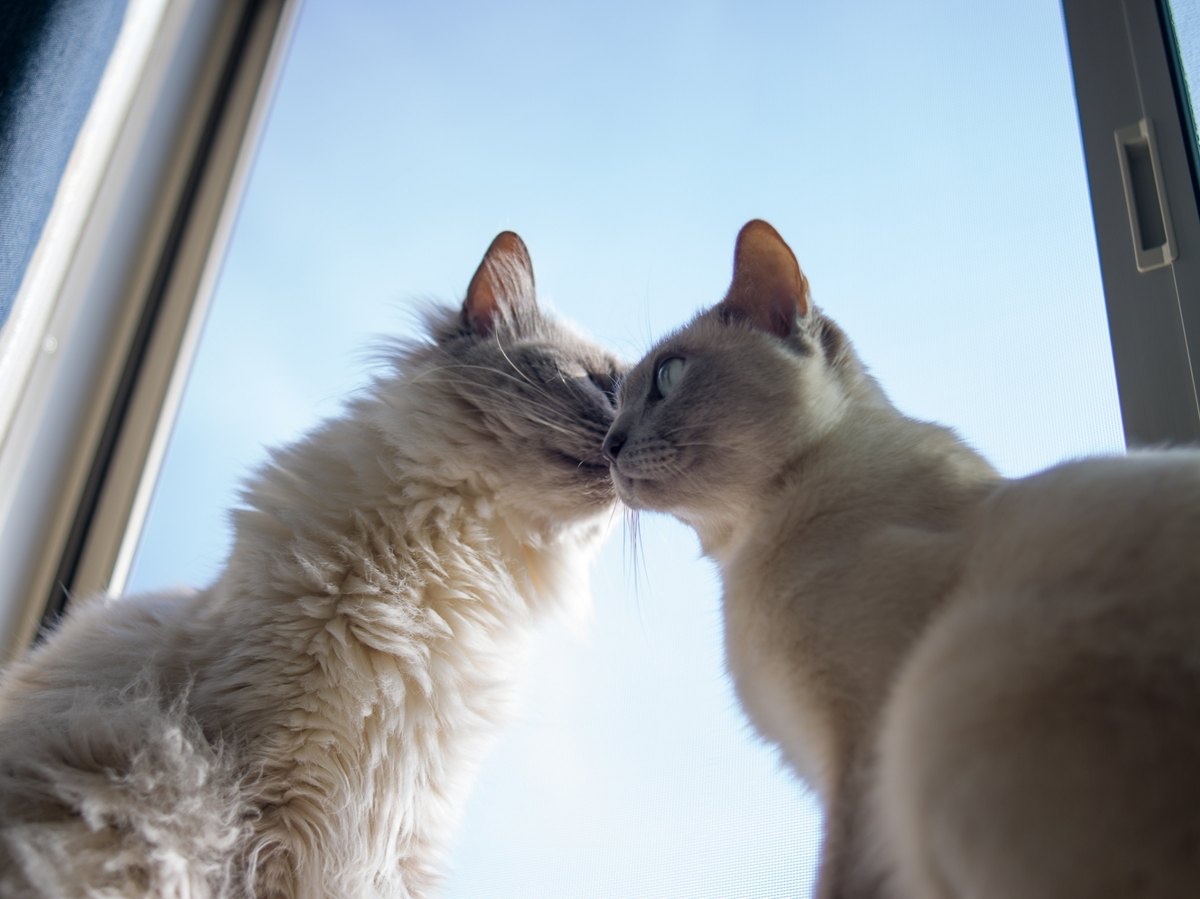 窓辺で鼻先を寄せ合う2匹の猫の写真